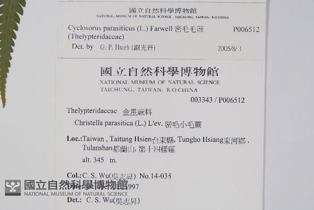 密毛毛蕨藏品圖，第2張