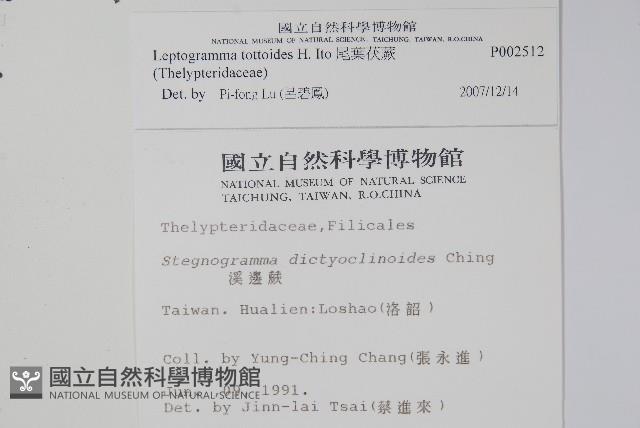 尾葉茯蕨藏品圖，第2張