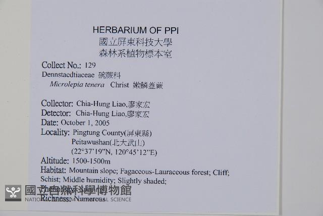 嫩鱗蓋蕨藏品圖，第2張