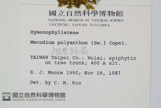 細葉蕗蕨藏品圖，第2張