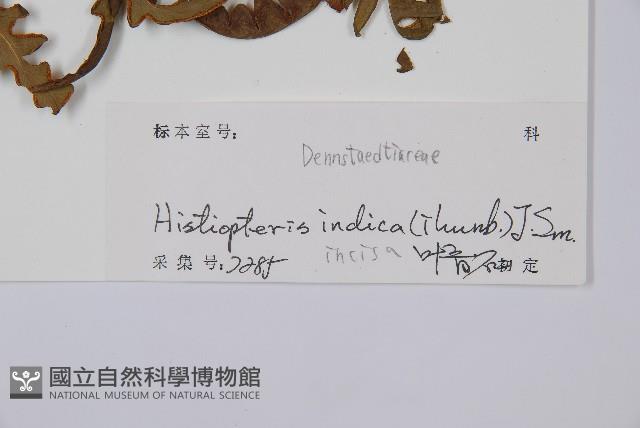 栗蕨藏品圖，第2張