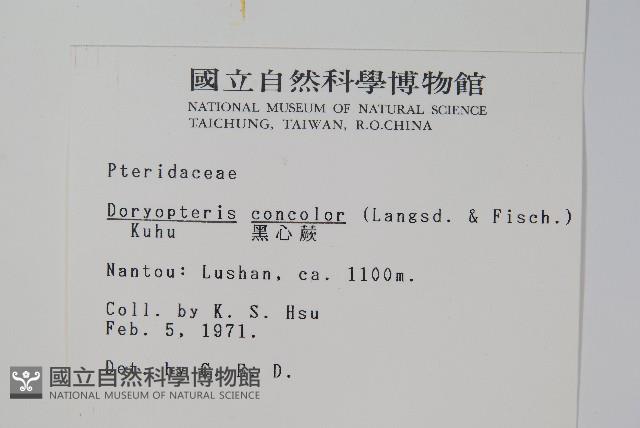 黑心蕨藏品圖，第2張