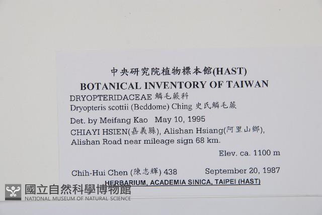 史氏鱗毛蕨藏品圖，第2張