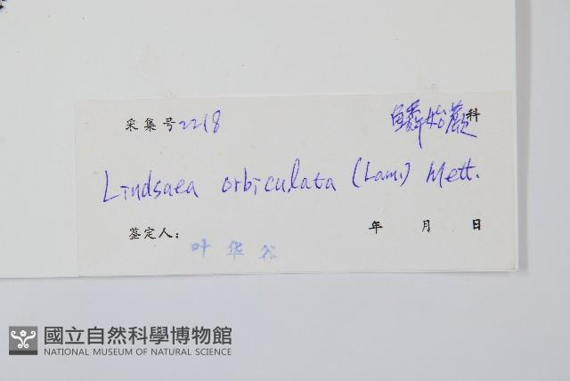 圓葉陵齒蕨藏品圖，第2張