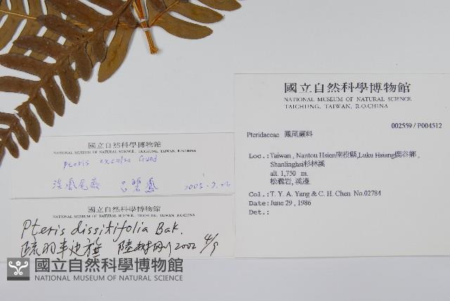 溪鳳尾蕨藏品圖，第2張