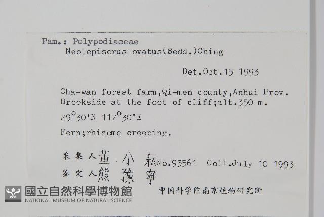 盾蕨藏品圖，第2張