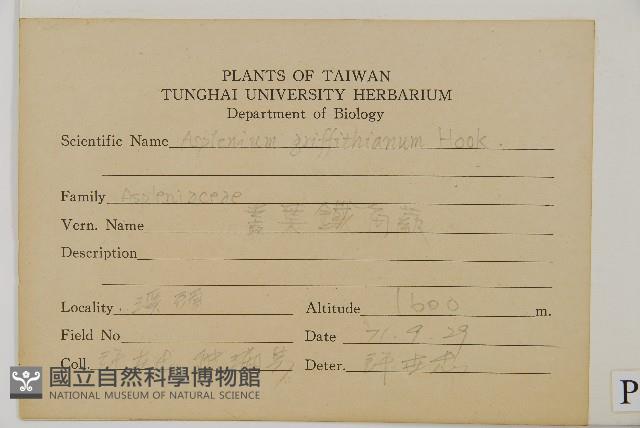 叢葉鐵角蕨藏品圖，第2張