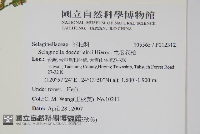 生根卷柏藏品圖，第2張