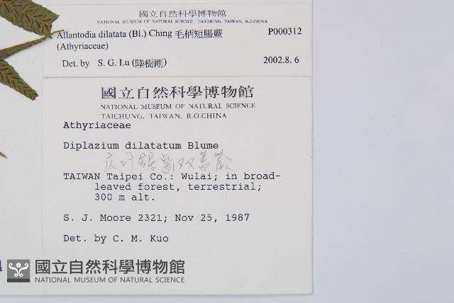 毛柄短腸蕨藏品圖，第2張