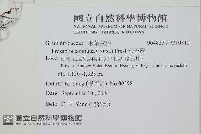 穴子蕨藏品圖，第2張