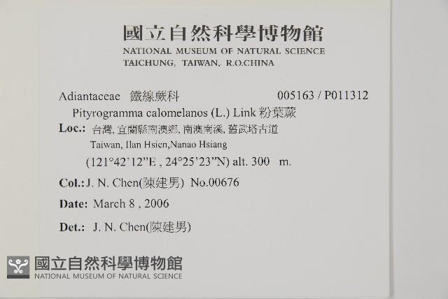 粉葉蕨藏品圖，第2張