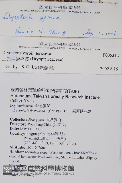 長葉鱗毛蕨藏品圖，第2張