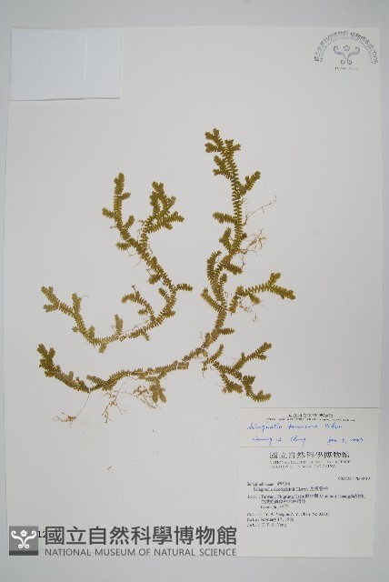 小笠原卷柏藏品圖，第1張