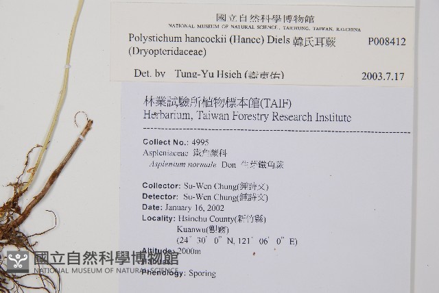 韓氏耳蕨藏品圖，第2張