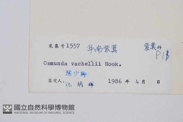 華南紫萁藏品圖，第2張