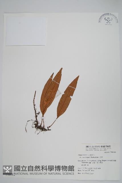 石葦藏品圖，第1張