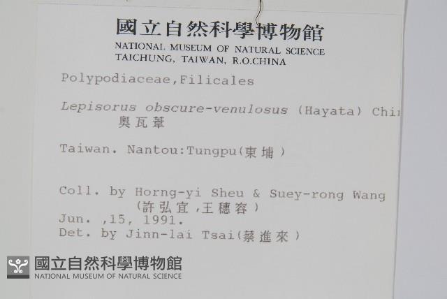 大星蕨藏品圖，第2張