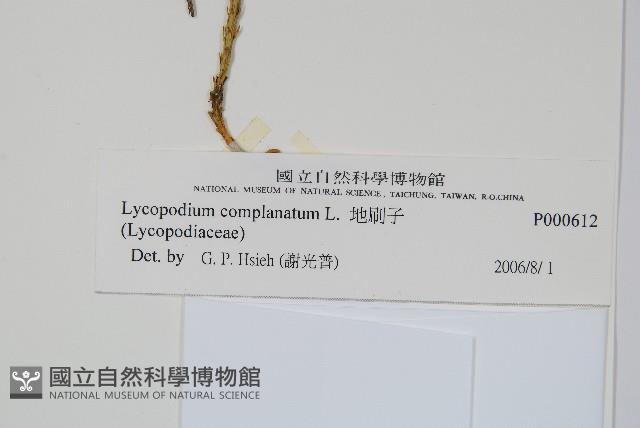 地刷子藏品圖，第2張