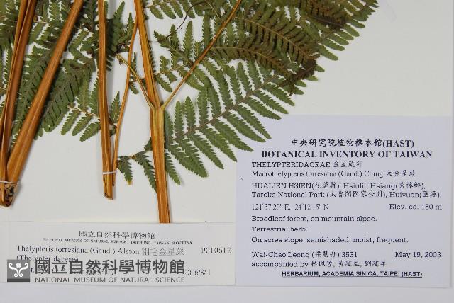 粗毛金星蕨藏品圖，第2張