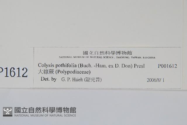 大線蕨藏品圖，第2張