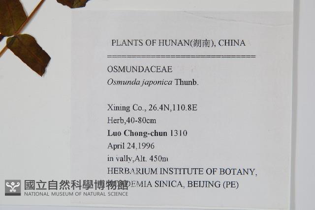 紫萁藏品圖，第2張