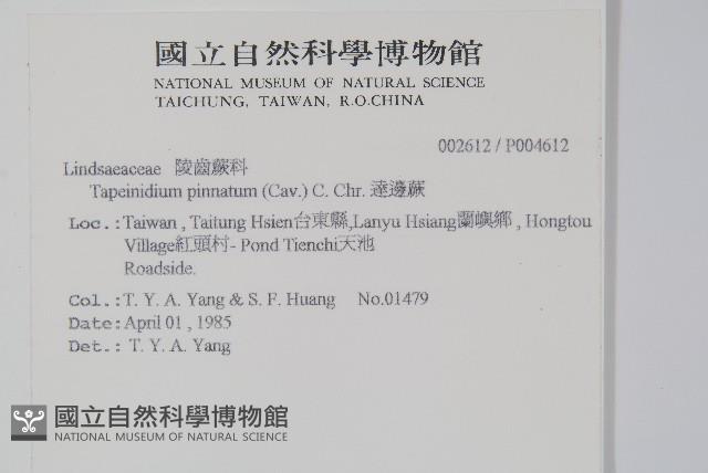 達邊蕨藏品圖，第2張