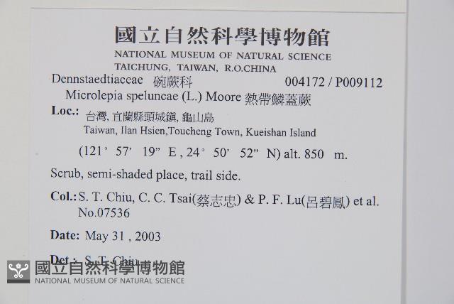熱帶鱗蓋蕨藏品圖，第2張