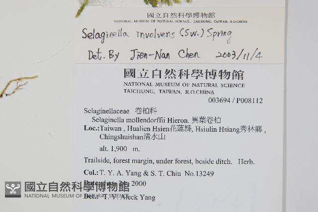 密葉卷柏藏品圖，第2張