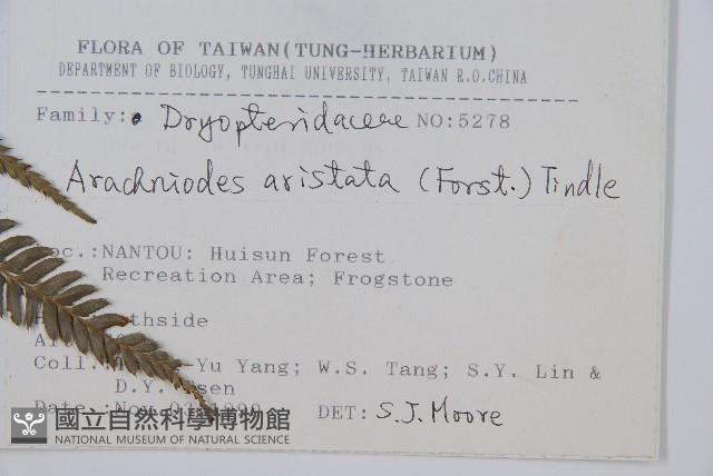 細葉複葉耳蕨藏品圖，第2張