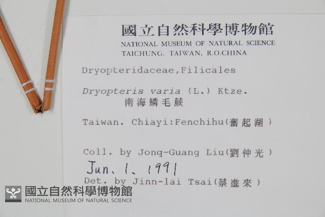 南海鱗毛蕨藏品圖，第2張