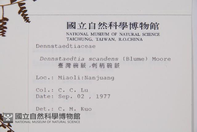 刺柄碗蕨藏品圖，第2張