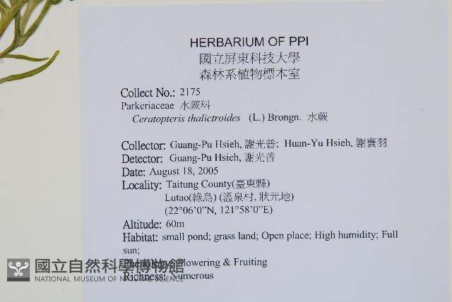 水蕨藏品圖，第2張