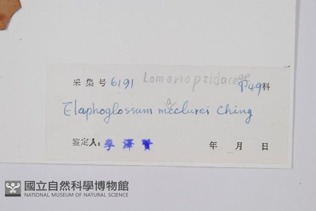 瓊崖舌蕨藏品圖，第2張