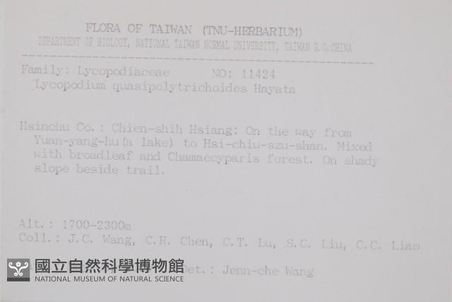 反捲葉石松藏品圖，第2張