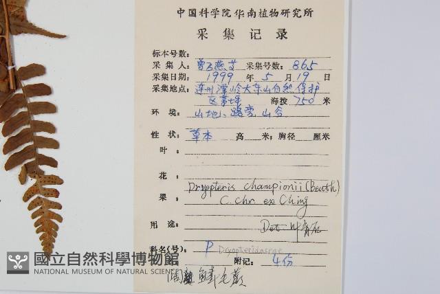 闊鱗鱗毛蕨藏品圖，第2張