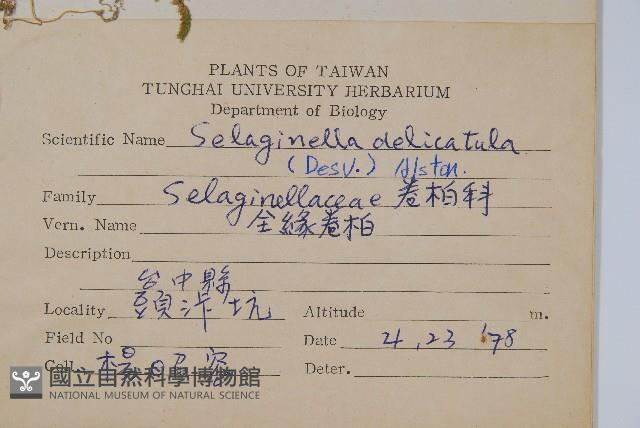 全緣卷柏藏品圖，第2張