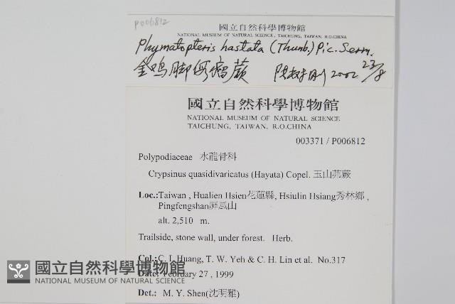 玉山茀蕨藏品圖，第2張