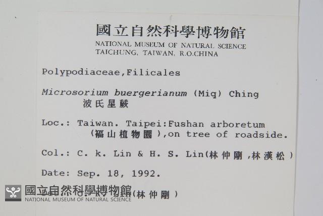 波氏星蕨藏品圖，第2張