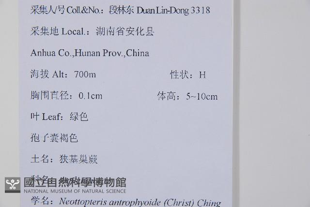 狹基巢蕨藏品圖，第2張