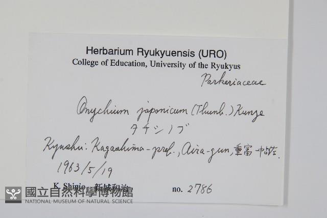 日本金粉蕨藏品圖，第2張