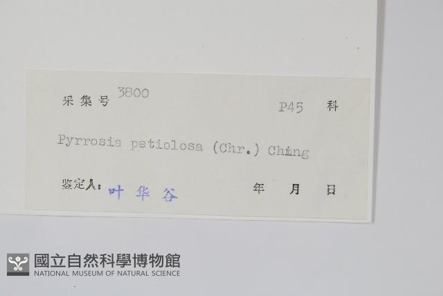 有柄石韋藏品圖，第2張