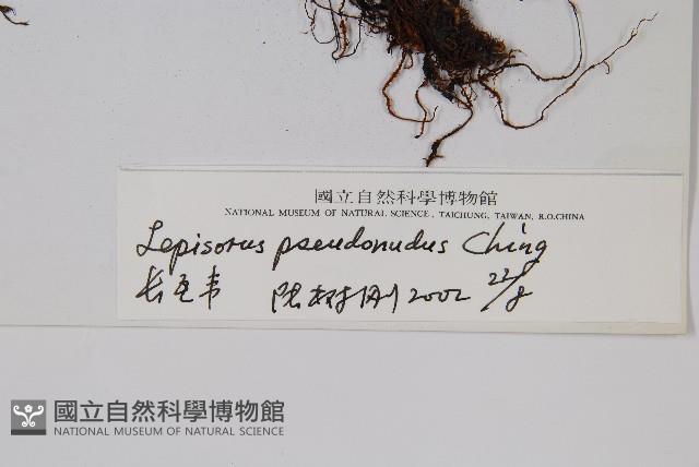 長瓦葦藏品圖，第2張