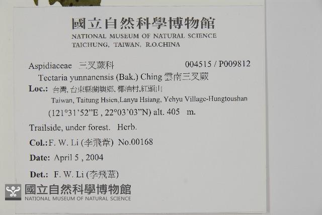 雲南三叉蕨藏品圖，第2張