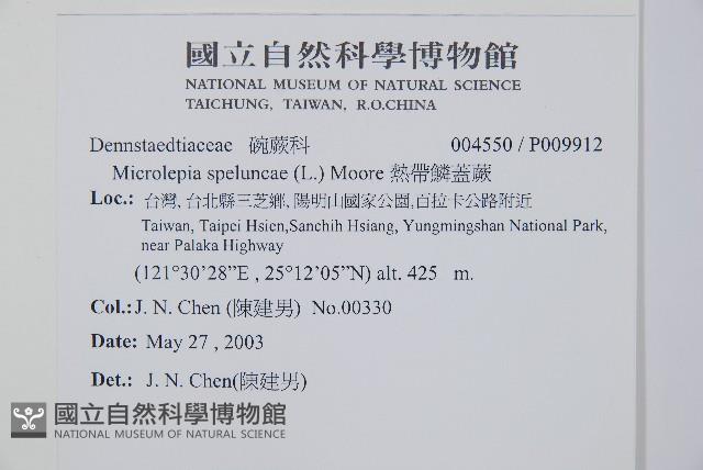 熱帶鱗蓋蕨藏品圖，第2張