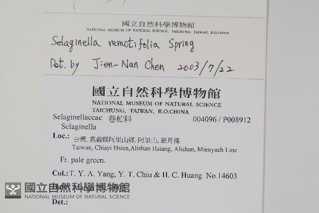 疏葉卷柏藏品圖，第2張