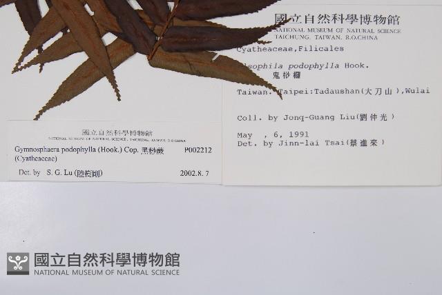 黑桫蕨藏品圖，第2張