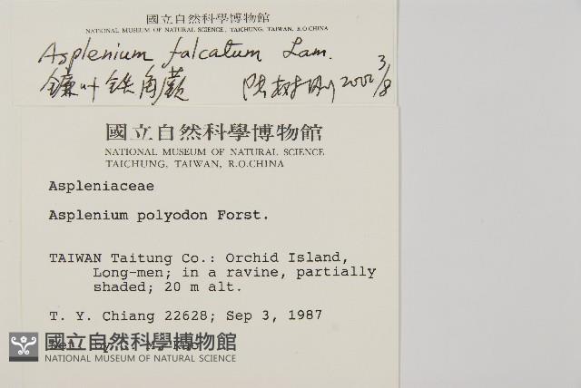 鐮葉鐵角蕨藏品圖，第2張