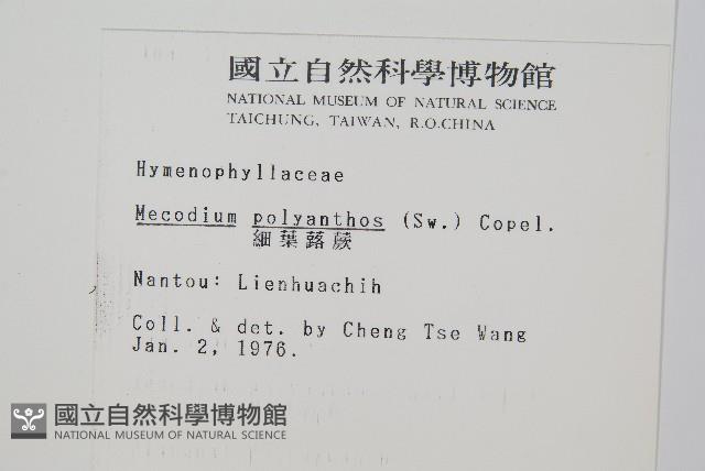 細葉蕗蕨藏品圖，第2張