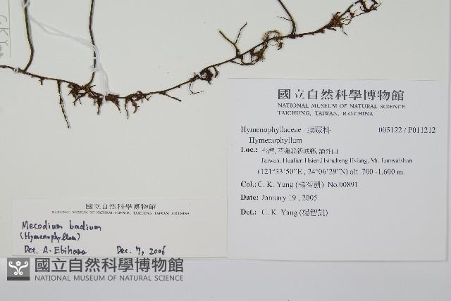 蕗蕨藏品圖，第2張