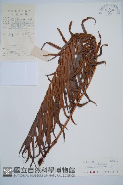 烏毛蕨藏品圖，第1張